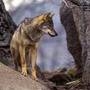 lobo