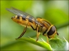 abeja