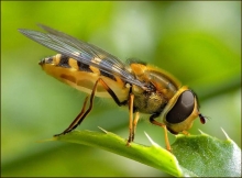 abeja