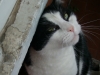 gato