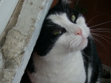 gato