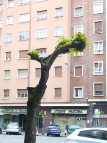 poda