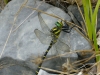 biodiversidad