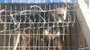 perros lasarte