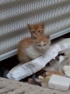 gatos