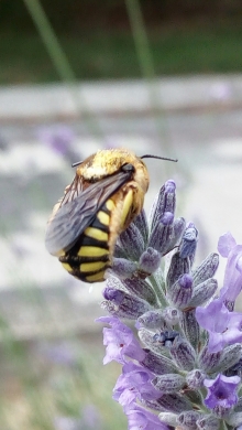 abeja lavanda