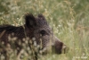 jabali