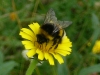 abeja diente león