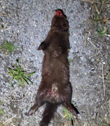 visón  europeo atropellado