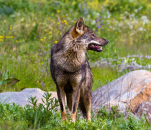 Lobo ibérico