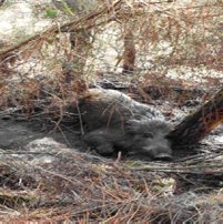 Uno de los jabalís atrapado en un lazo