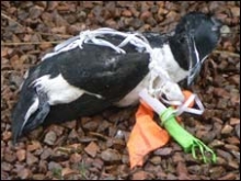 Ave muerta con los restos de un globo enredado en