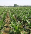 ¿bosque o monocultivo?