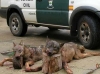 lobos abatidos por cazadores furtivos