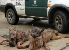 lobos abatidos por cazadores furtivos