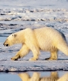 oso polar