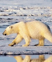 oso polar