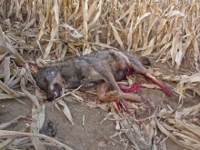 lobo tordesillas