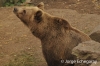oso