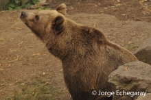 oso