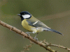 carbonero