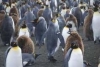 pinguino rey