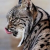 lince