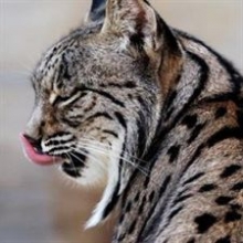 lince