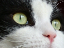 gato felix