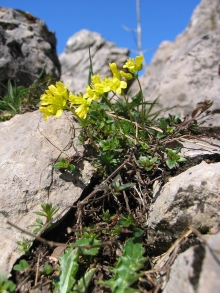 draba