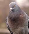 paloma