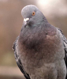 paloma